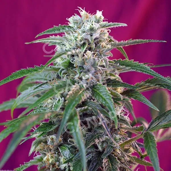 Sweet Seeds Green Poison Auto SWS30 semi autofiorenti 3+1 dolci