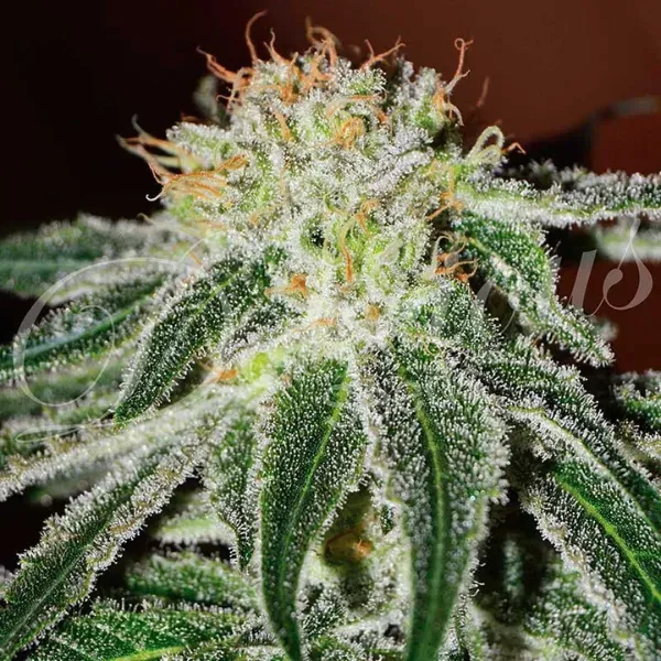Delicious Seeds Black Russian semi femminizzati indica