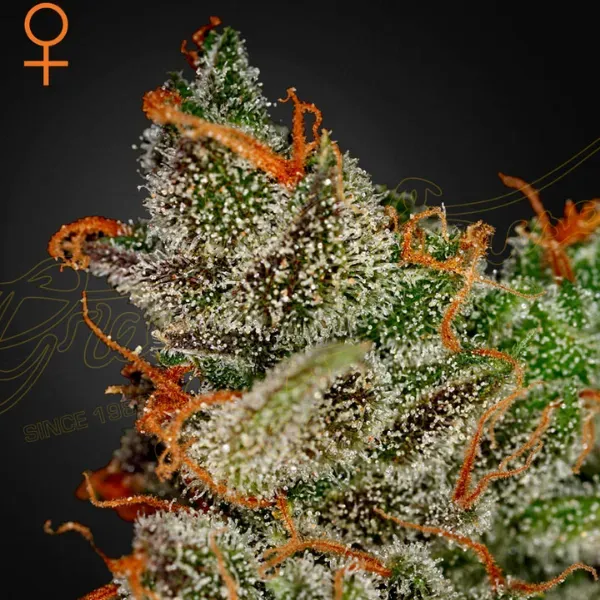 Green House King’s Kush semi femminizzati 3 semi indica 20% THC