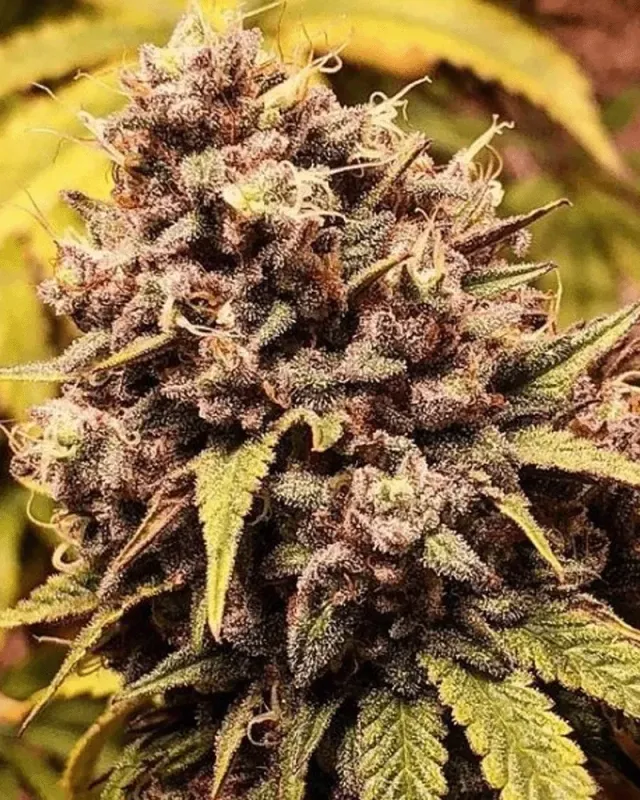 Solfire Gardens Gozer OG semi regolari 12 semi gas