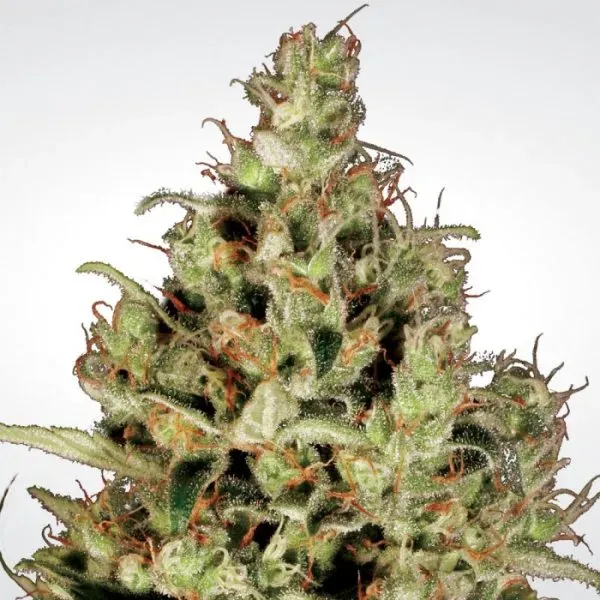 Paradise Seeds Delahaze semi femminizzati sativa