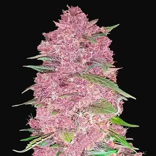 Fast Buds Purple Lemonade semi autofiorenti 3 semi