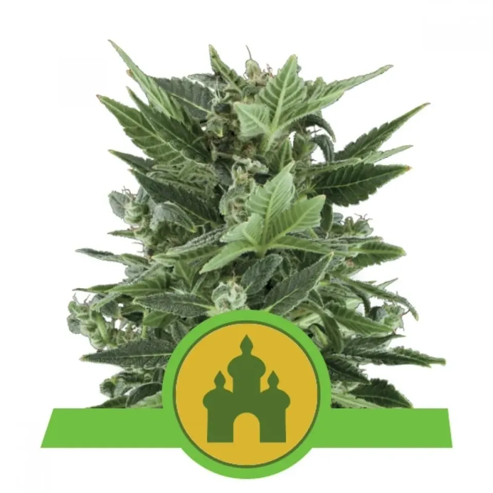 Royal Queen Seeds Royal Kush Auto semi autofiorenti