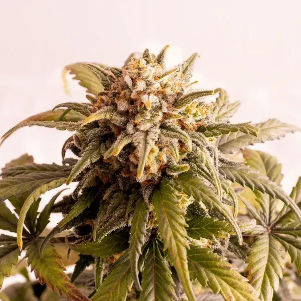 Kannabia Speedy Boom Auto Semi Autofiorenti 1 Seme THC 13%