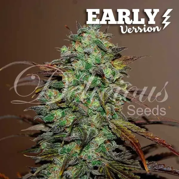 Delicious Seeds Eleven Roses Early Version semi femminizzati