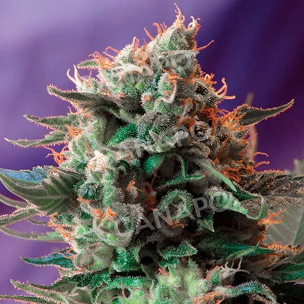 Sweet Seeds Jack 47 Fast Version SWS51 semi femminizzati