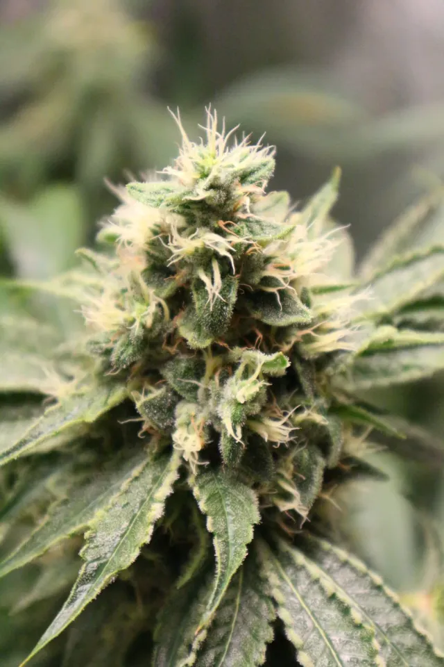 Pheno Finder Chemhead OG semi femminizzato chem