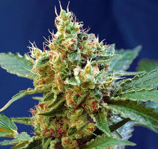 Sweet Seeds Cream Mandarine XL Auto semi 3+1 autofiorenti