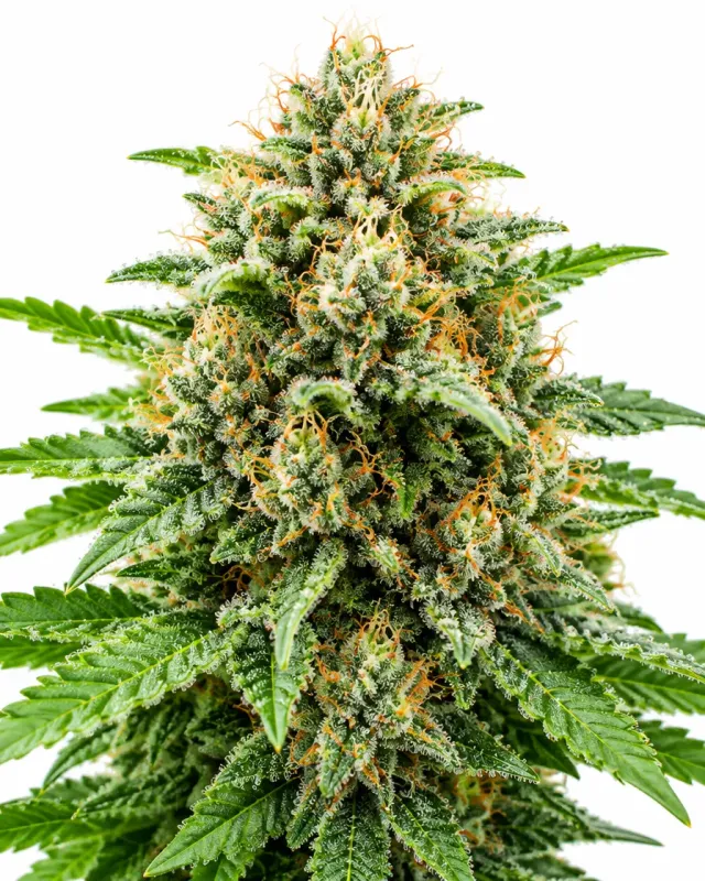 Trikoma Seeds The Palmar Auto semi autofiorenti THC 14-19%