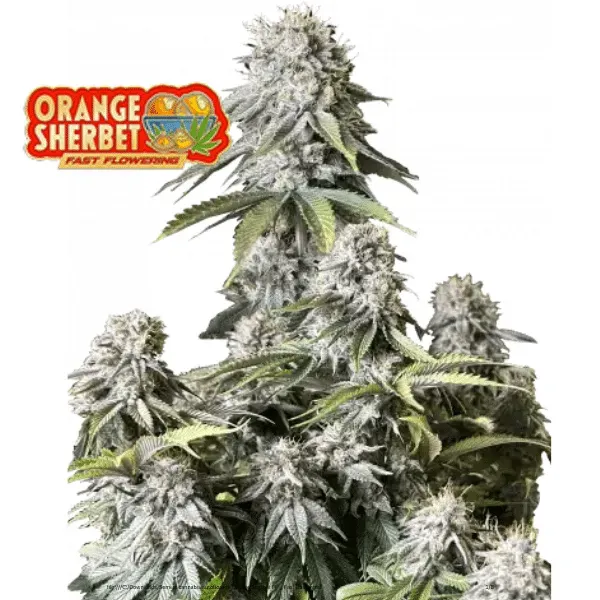Fast Buds Orange Sherbet FF semi femminizzati veloci