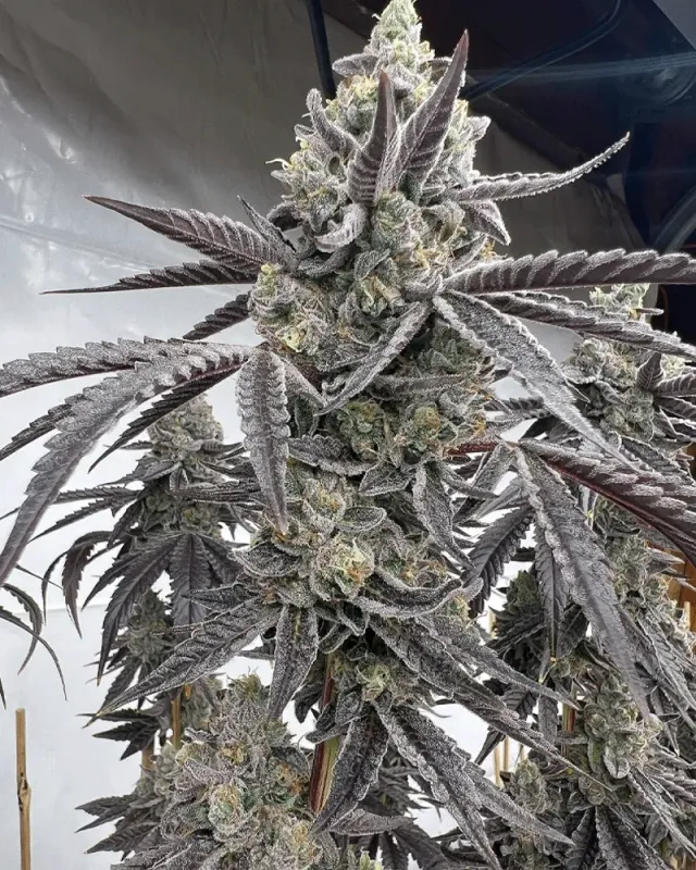 Solfire Gardens Banana Clipz semi femminizzati 6 semi