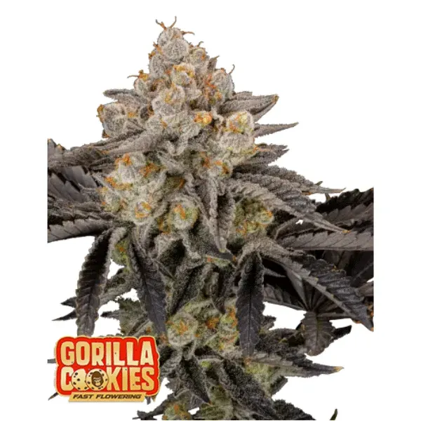 Fast Buds Gorilla Cookies FF semi femminizzati fotoperiodici