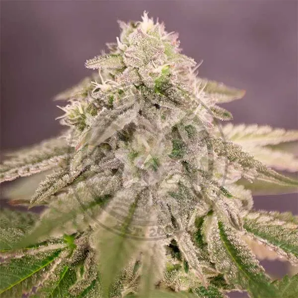Delicious Seeds Bay Burger Semi Femminizzati Collezione