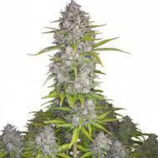 Fast Buds Orange Sherbet Auto semi autofiorenti agrumati