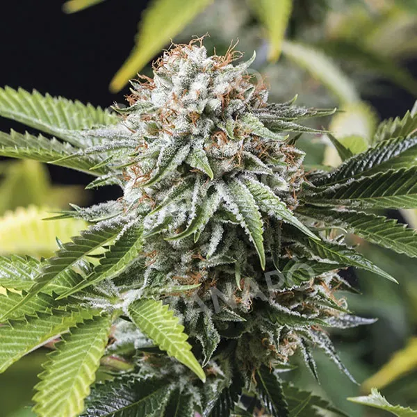 Humboldt Mango Sapphire semi femminizzati 3 semi indica