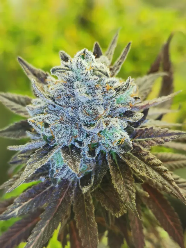 Pheno Finder Seeds Mac 11 semi regolari da collezione