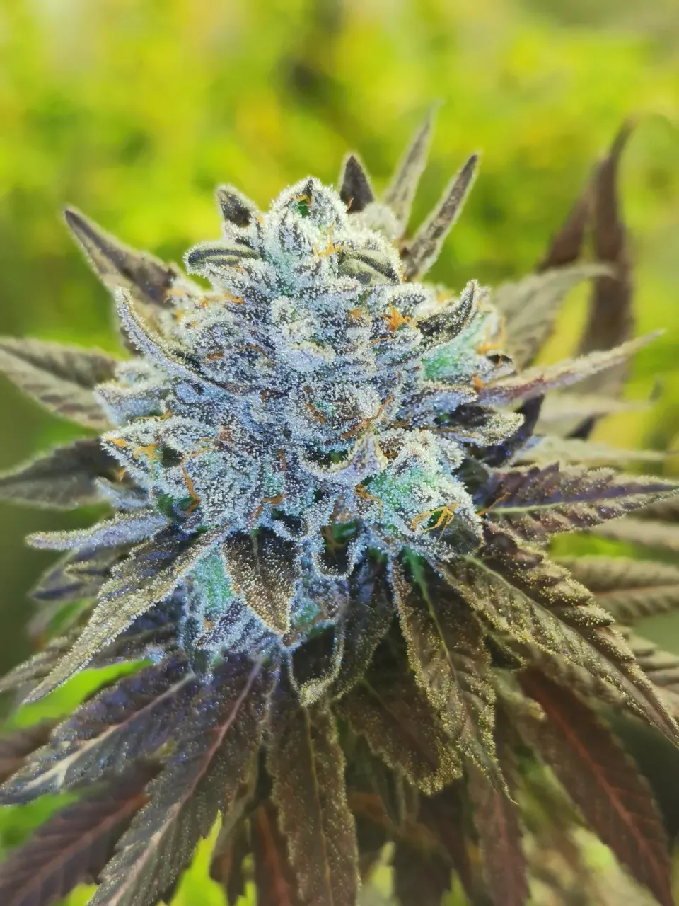 Pheno Finder Seeds Mac 11 semi regolari da collezione