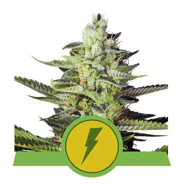 Royal Queen Seeds North Thunderfuck Automatic semi autofiorente 22% THC