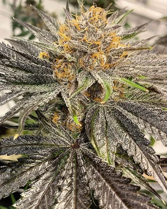 Solfire Gardens Why U Gelly Lemon Grab semi femminizzati 3 semi