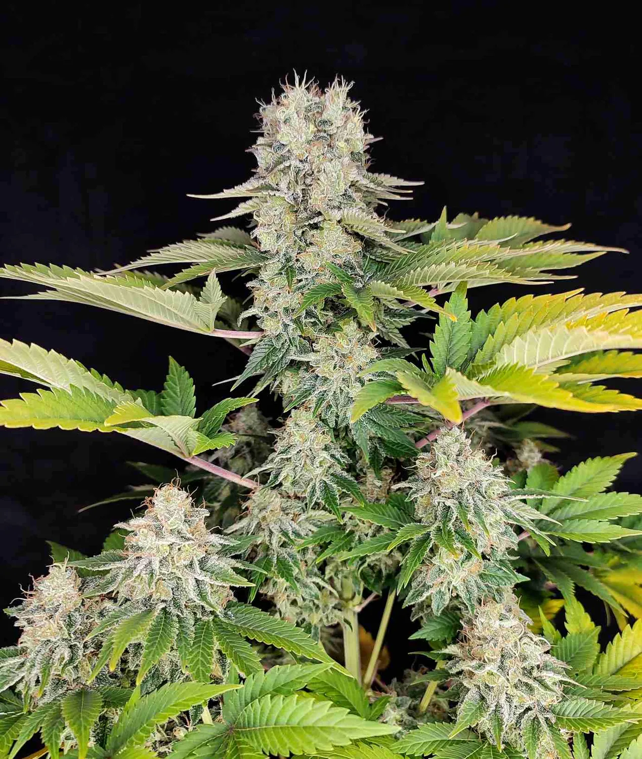 Buddha Seeds White Widow semi femminizzati classici