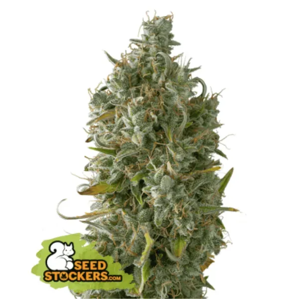 Seedstockers Gelato 41 Auto semi autofiorenti THC alto