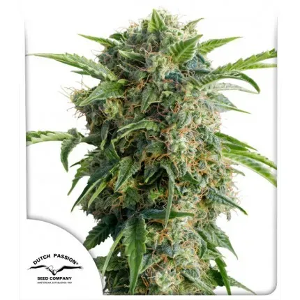 Dutch Passion Daiquiri Lime auto semi autofiorenti 3 semi XXL