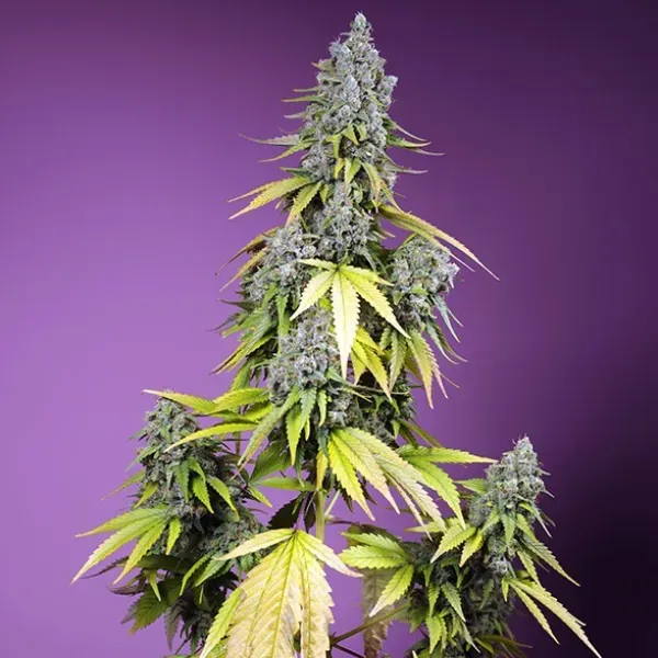 Sweet Seeds Jet Fuel Mandarine XL Auto semi 3+1 autofiorenti
