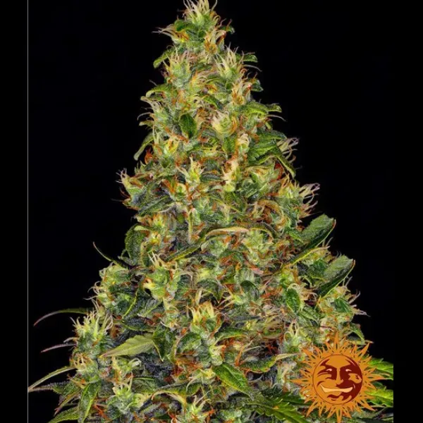 Barney's Farm Amnesia Haze Auto Semi Autofiorenti Sativa