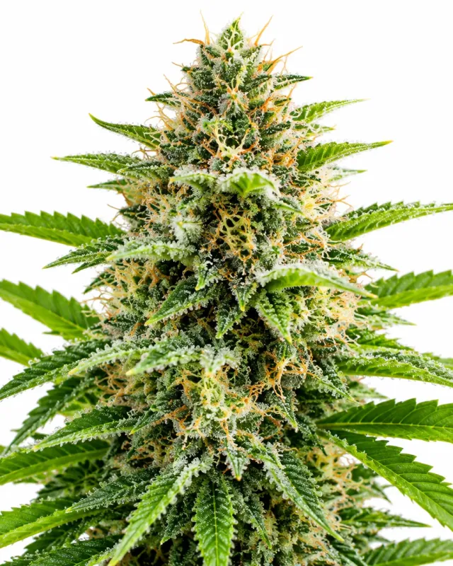 Trikoma Seeds Patagonia Fast semi femminizzato fast 80% indica