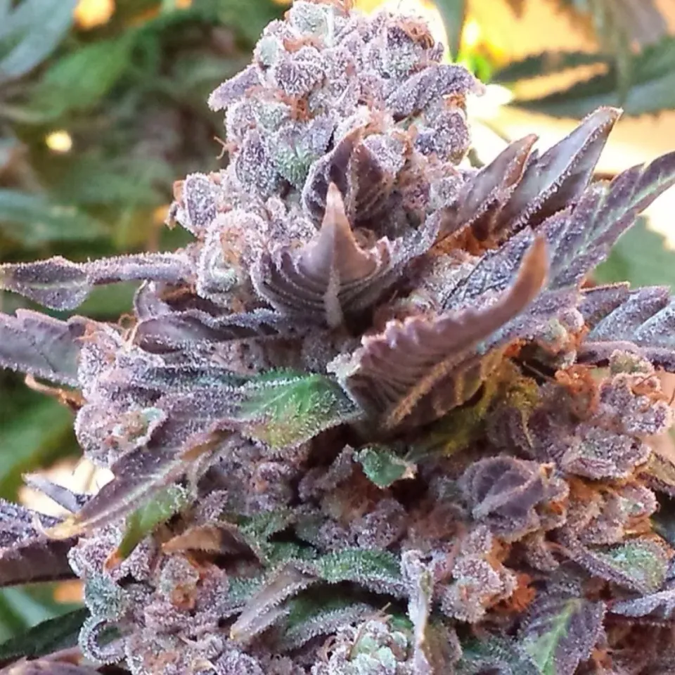 Pheno Finder Seeds Purple Strawberry Bliss semi femminizzati