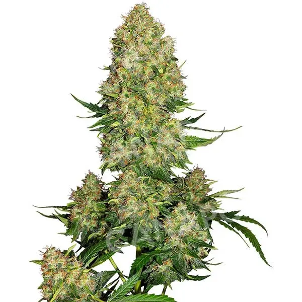 Sensi Seeds Skunk #1 Automatic semi autofiorenti femminizzati