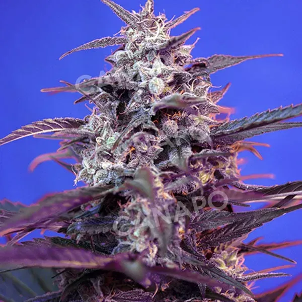 Sweet Seeds Bloody Skunk Auto semi autofiorenti 4 semi