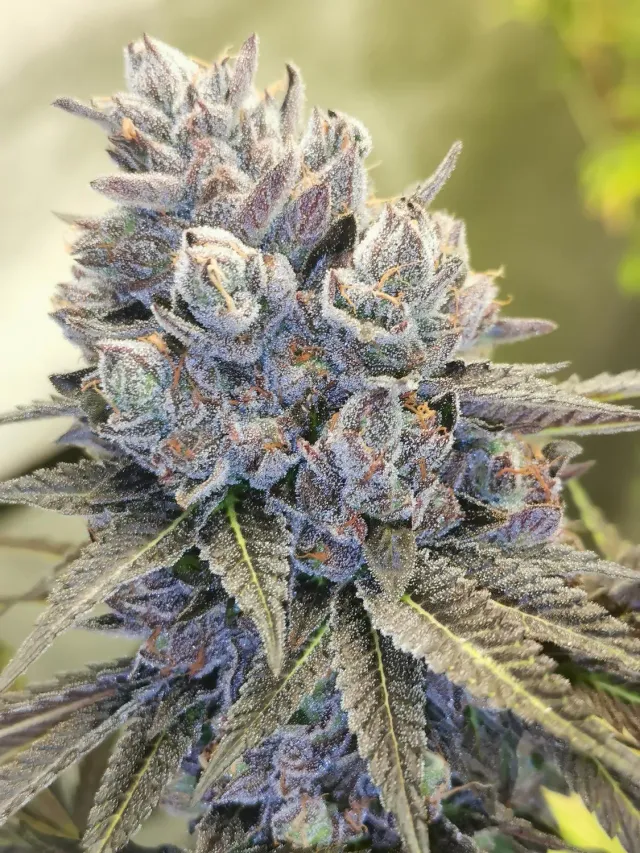 Pheno Finder Seeds Auto Fruity Kuntz semi autofiorenti