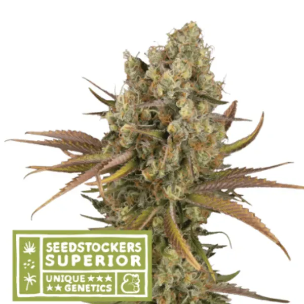 Seedstockers Santa Marta Haze Auto semi autofiorenti sativa