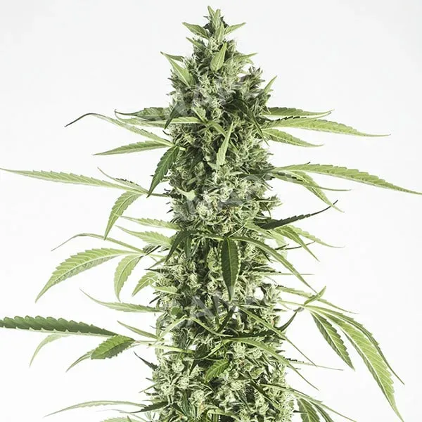 Dinafem Seeds Moby Dick XXL Auto semi autofiorenti femminizzati