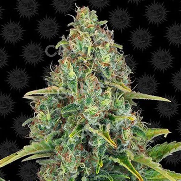 Barney's Farm Blue Cheese Auto semi autofiorenti