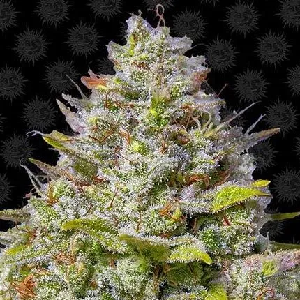 Barney's Farm Blue Gelato 41 semi femminizzati fotoperiodici