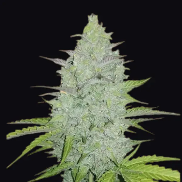 Fast Buds Cheese Auto semi autofiorente da collezione