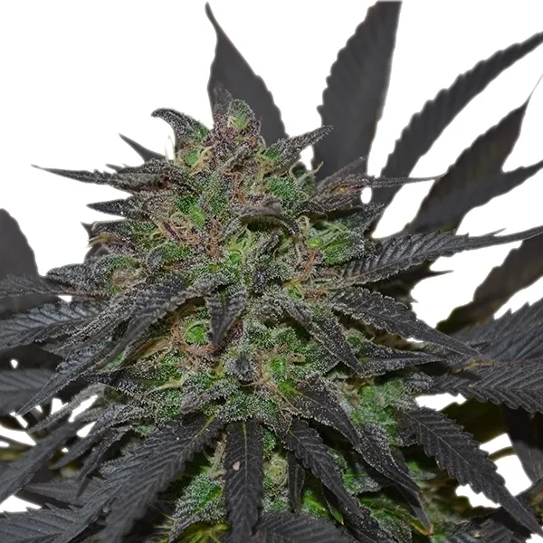 Royal Queen Seeds Blue Mystic Semi Femminizzati 3 Semi dolce