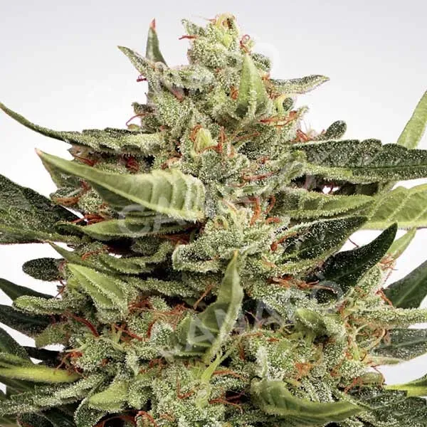 Paradise Seeds Vertigo semi autofiorenti 1 seme agrumi