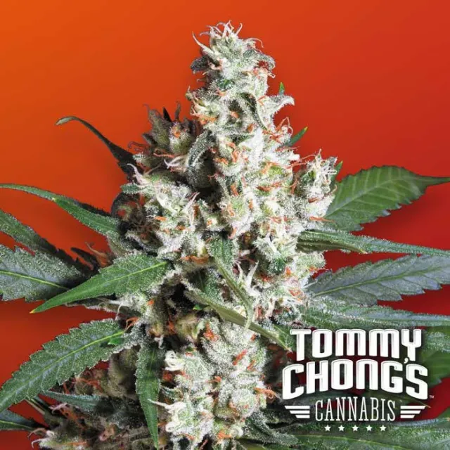 Paradise Seeds L.A. Amnesia semi femminizzati sativa