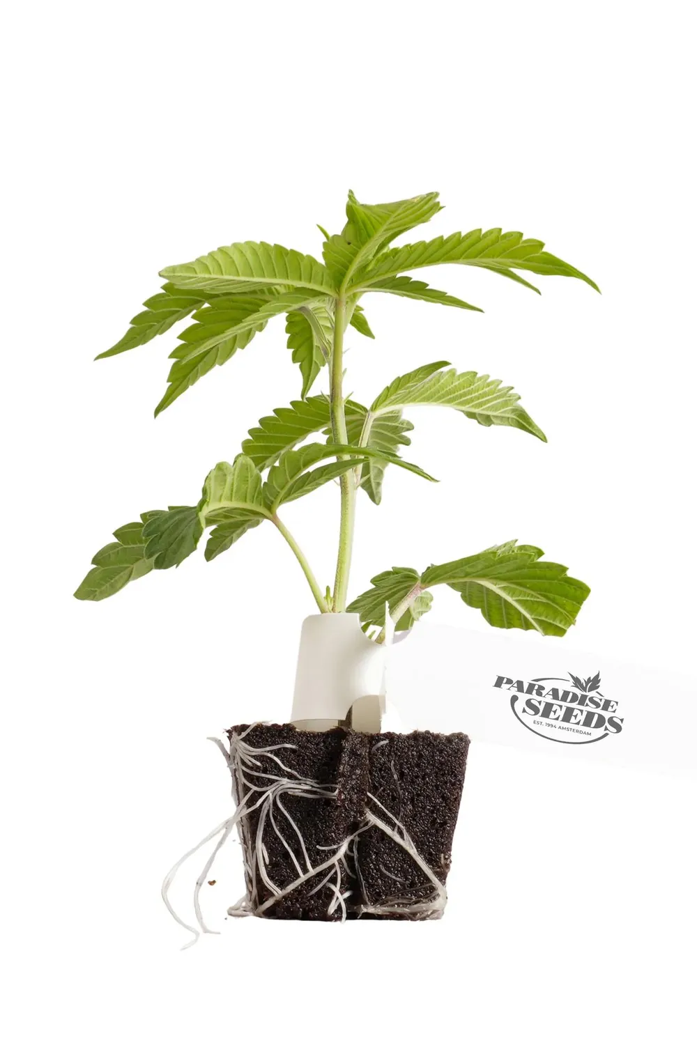 Paradise Seeds Wappa Talea fotoperiodica alta resa