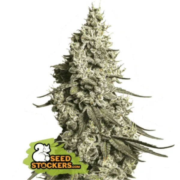 Seedstockers Moby Dick Auto semi autofiorenti da collezione