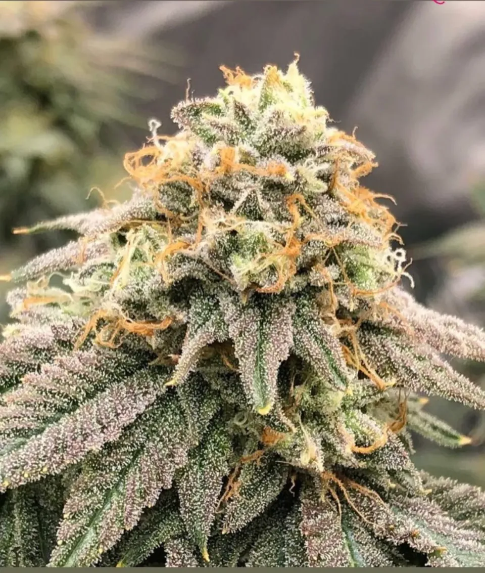 Pheno Finder Seeds Pinkz semi femminizzati sativa