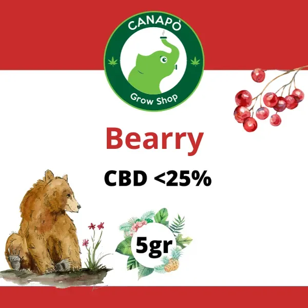 Bearry CBD infiorescenze cannabis light frutti di bosco