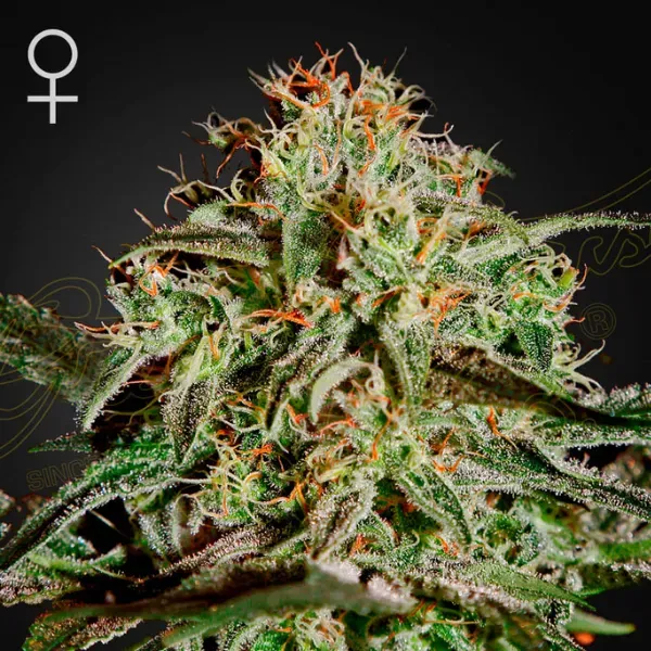 Green House Seeds AMS Femminizzati 3 Semi Indica 60%