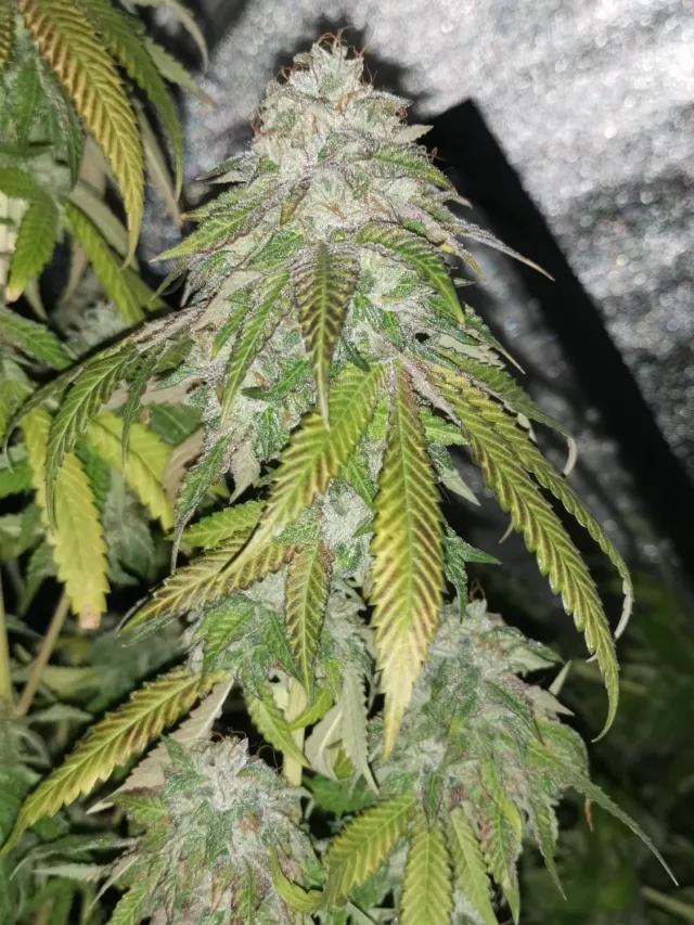 Pheno Finder Seeds Pink Bubblez semi autofiorenti da collezione