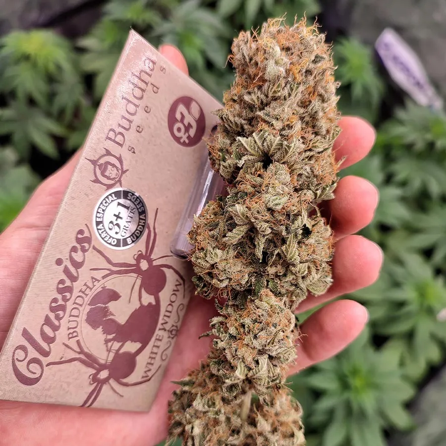 Buddha Seeds White Widow semi femminizzati classici