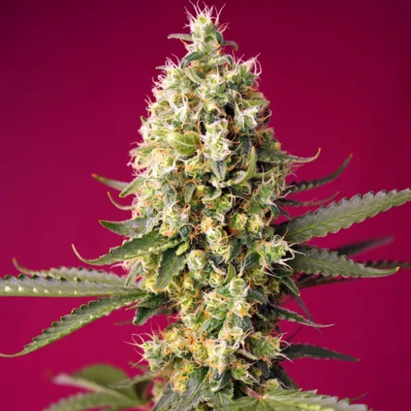 Sweet Seeds Skywalker OG Runtz Auto XL 3+1 semi
