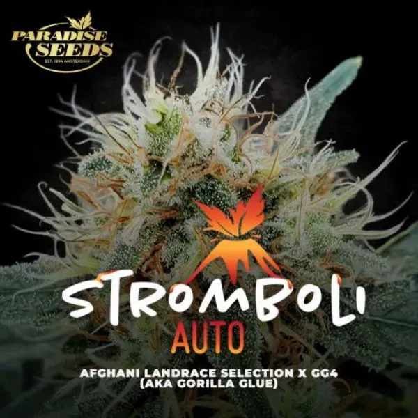 Paradise Seeds Stromboli Auto Semi Collezione THC 20%